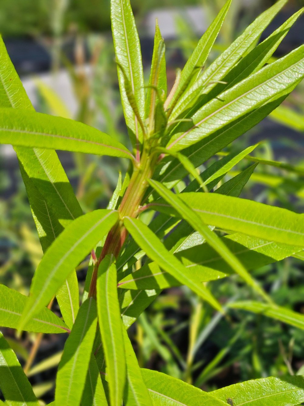 Salix udensis &
