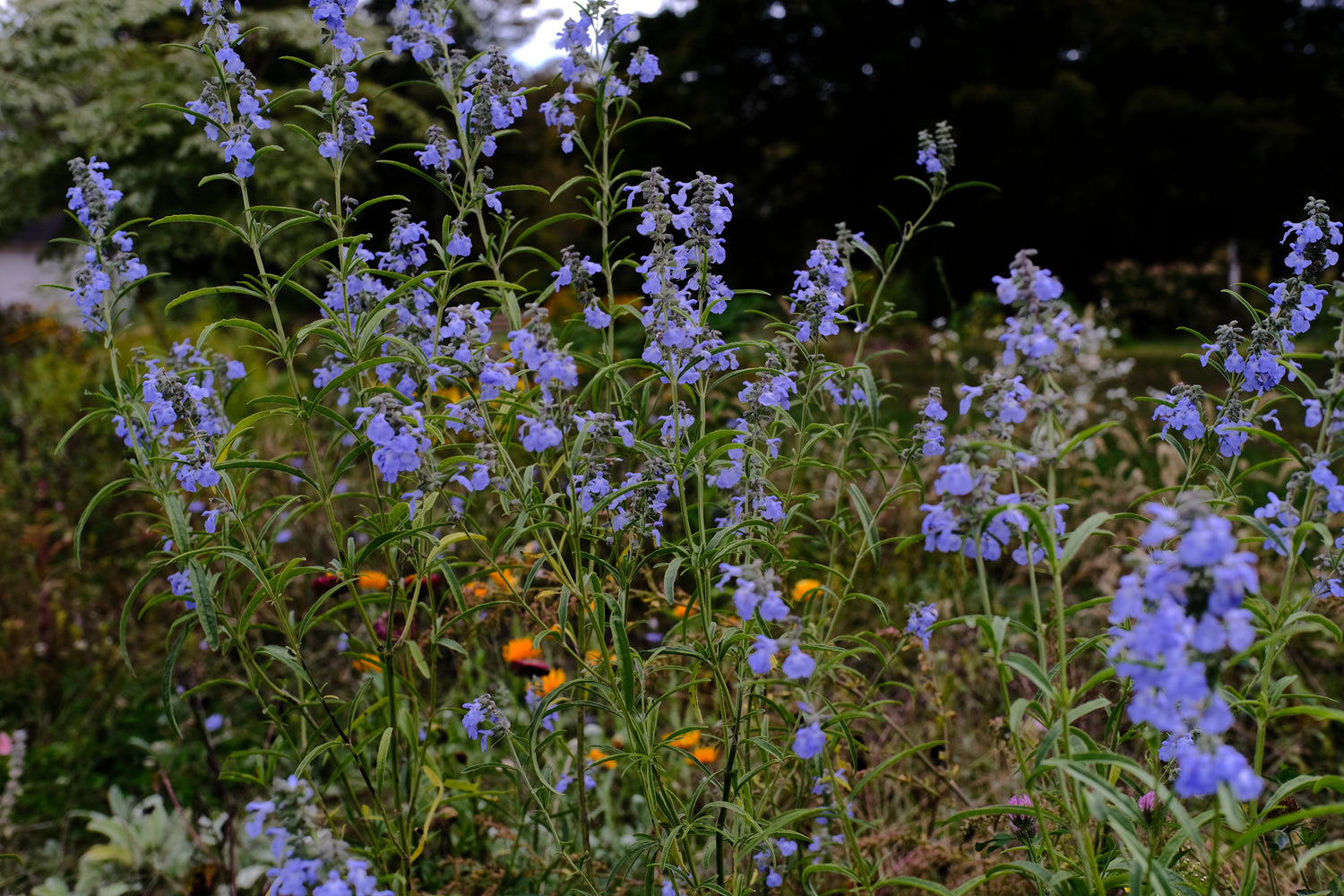 Blue flowers of Salvia azurea in a garden with a blurred background. Also known as Blue pitcher sage