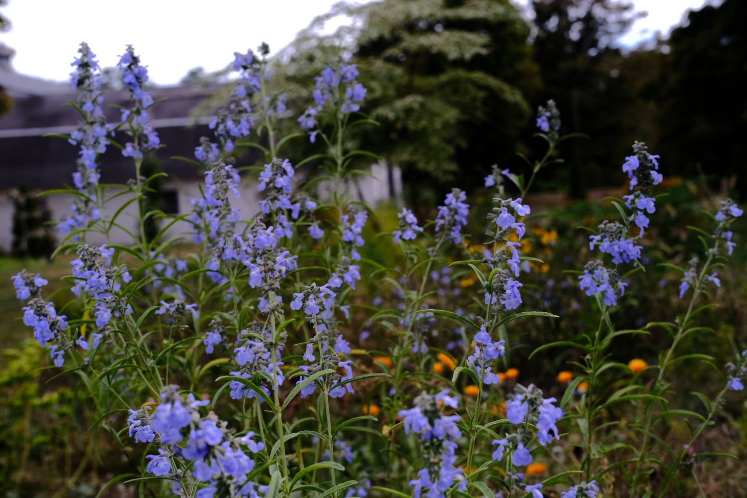 Blue flowers of Salvia azurea in a garden with a blurred background