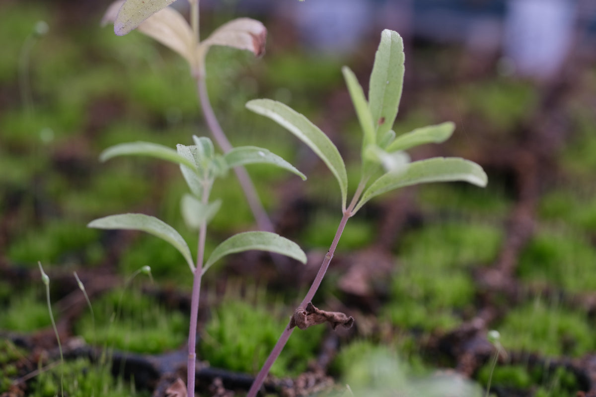 blue pitcher sage seedling