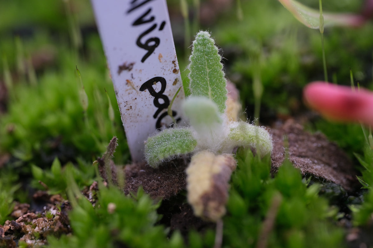 Salvia pachyphylla seedling