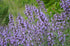Salvia lavandulifolia (Spanish sage) in bloom