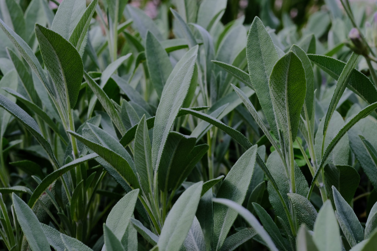 Salvia lavandulifolia (Spanish sage) silvery foliage
