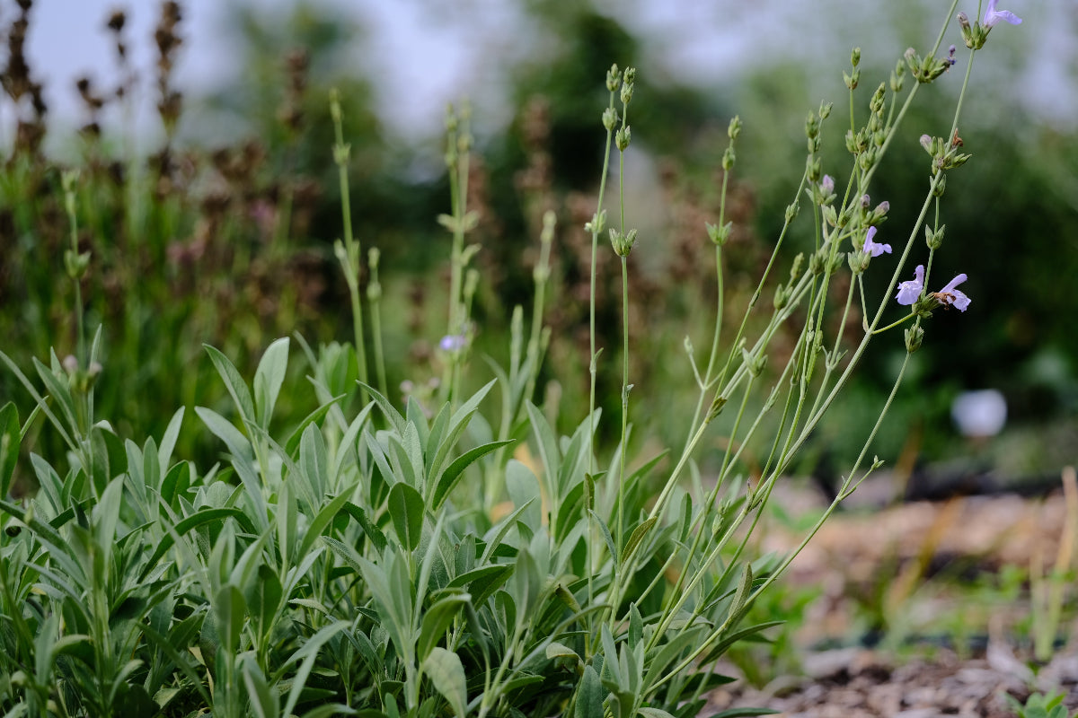 Salvia lavandulifolia (Spanish sage)  form with few flowers