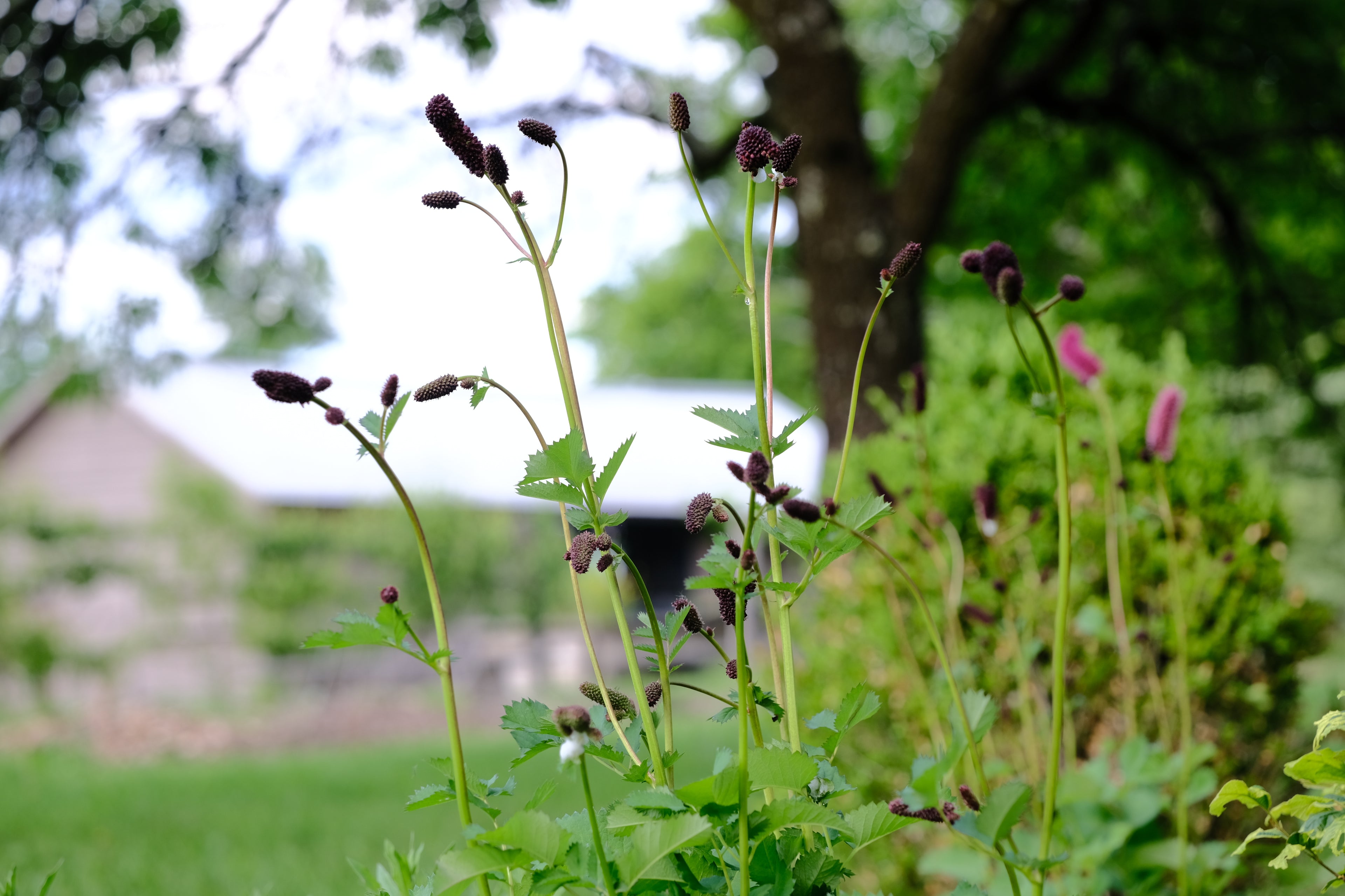 Sanguisorba menziesii about to bloom in the garden