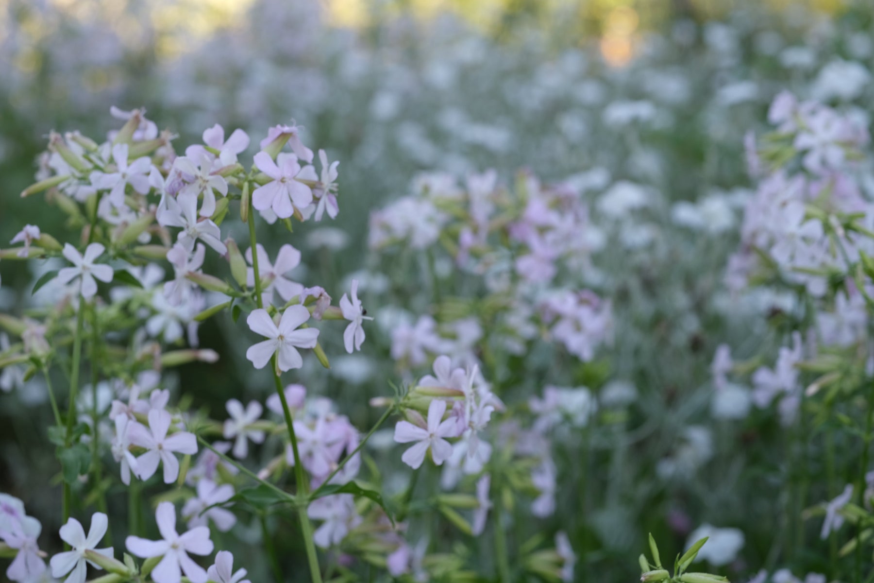 Saponaria officinalis rosea plena pale pink flowers in a garden