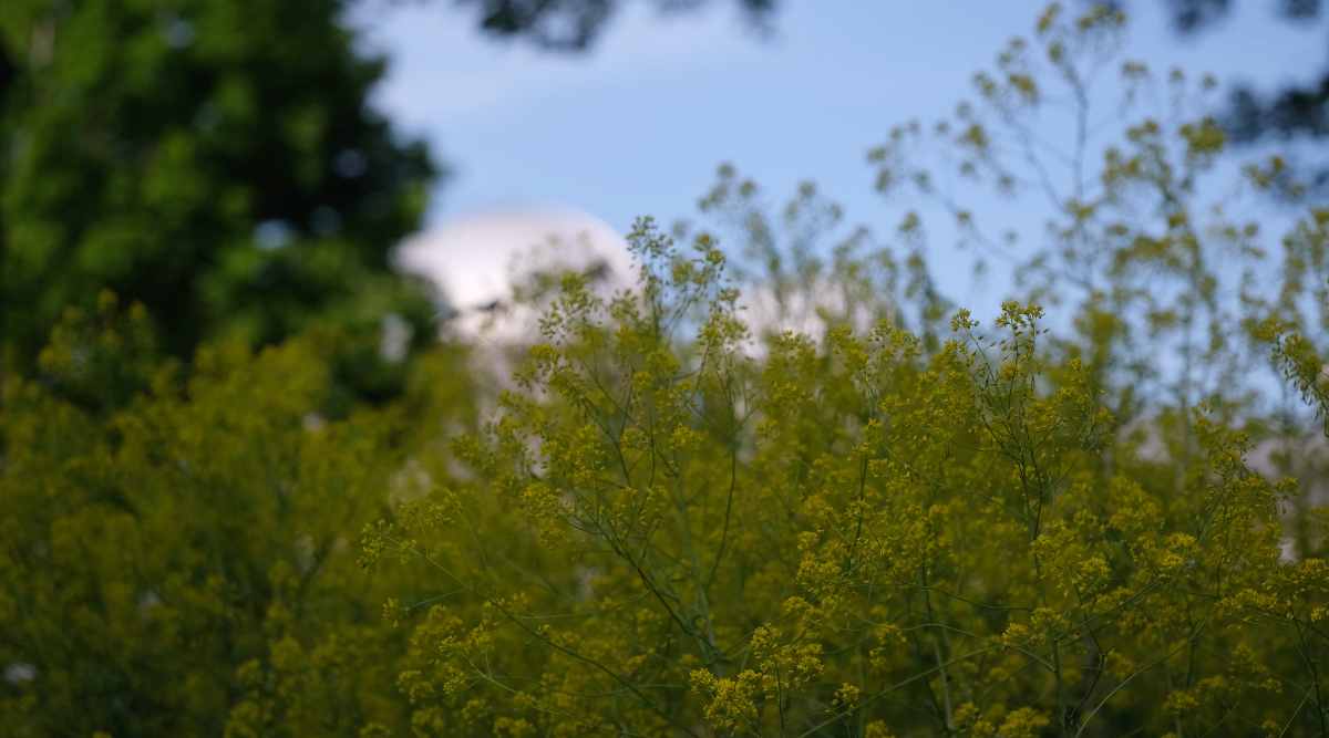 Isatis tinctoria (dyer&