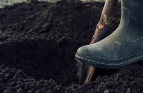 Digging hole for tree