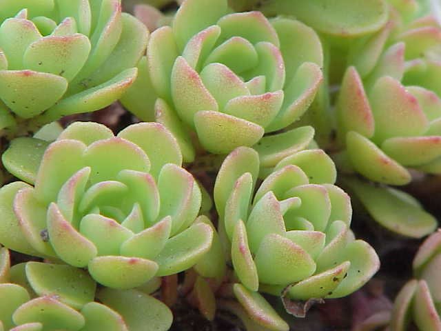 succulent sedum plant Sedum glaucophyllum
