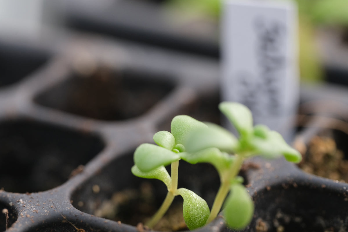Sedum oreganum seedling