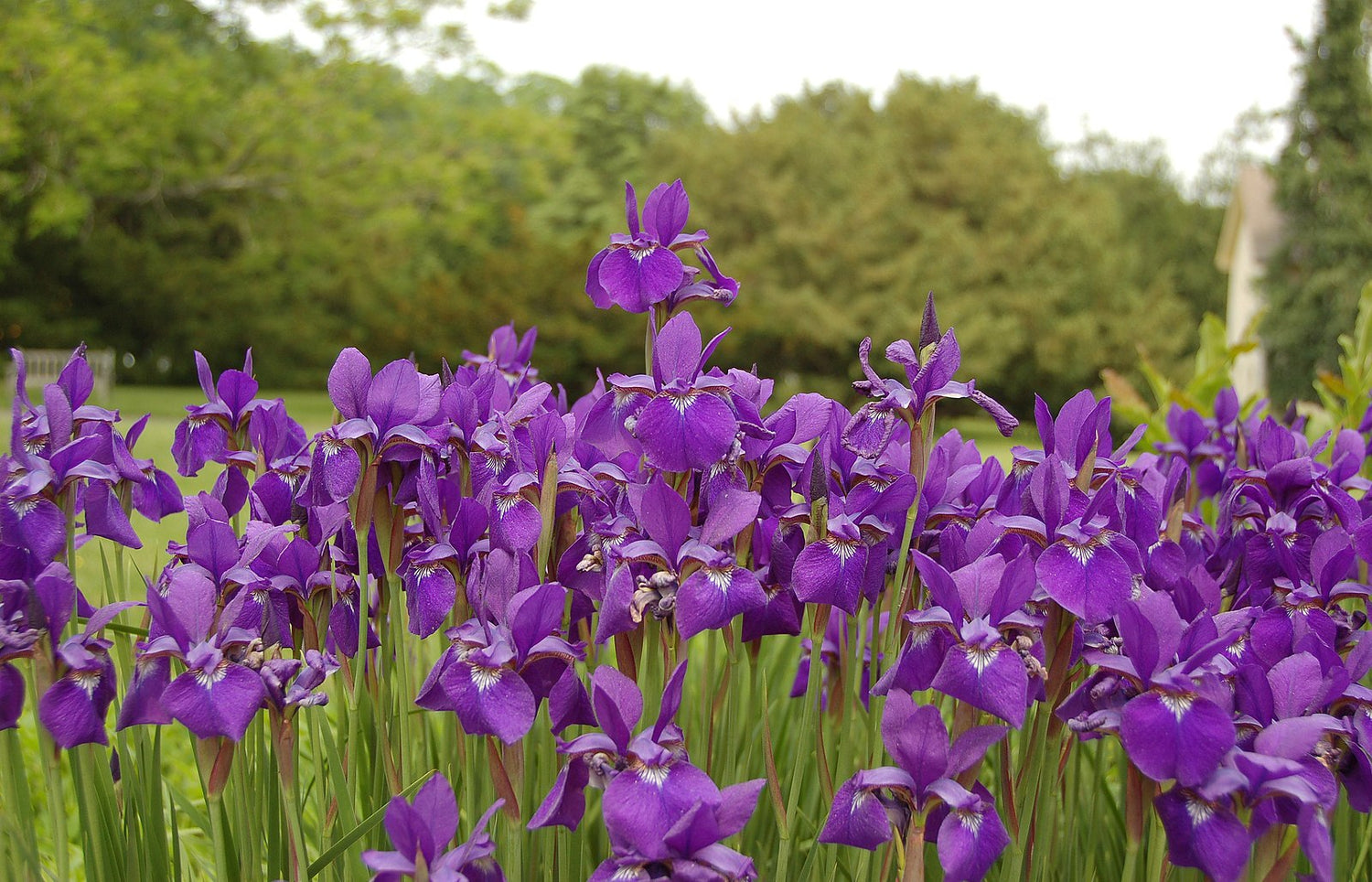 Purple Iris sibirica (Siberian iris) flowers in a field with greenery in the background