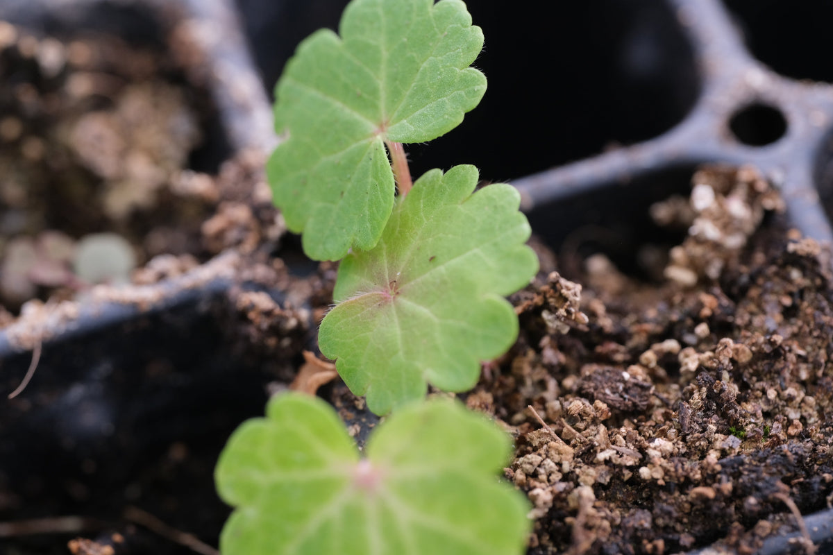 Sidalcea seedling