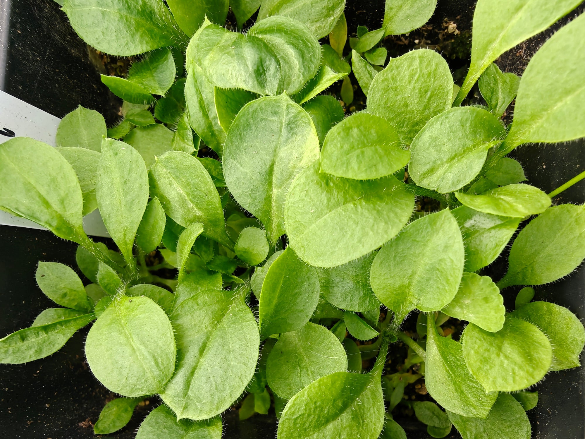 Close-up of green leafy Silene dioica seedlings in a pot