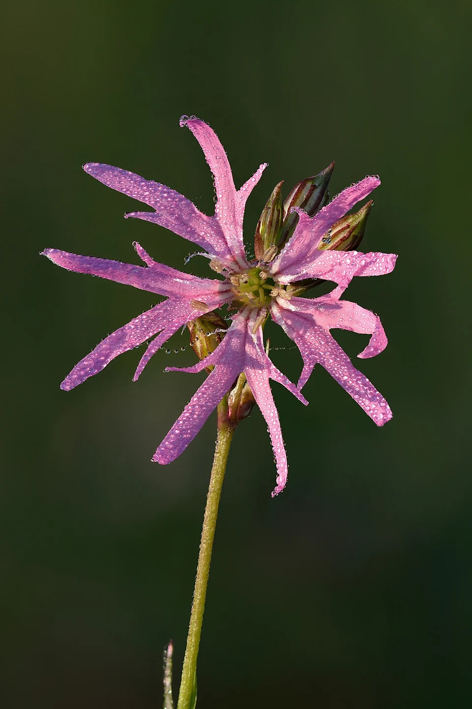 Silene flos-cuculi | ragged robin · cuckoo flower