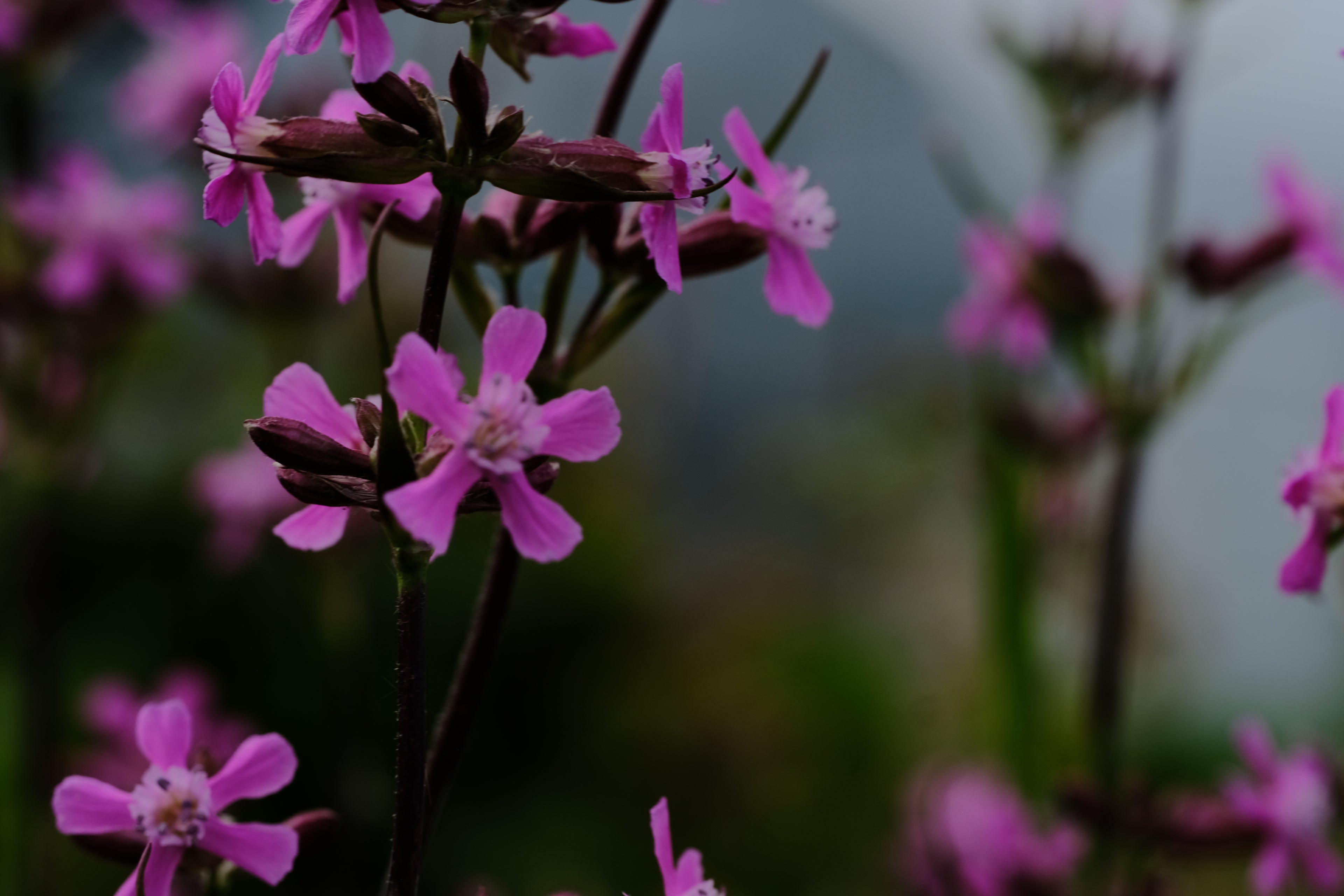 Silene yunnanensis magenta blooms