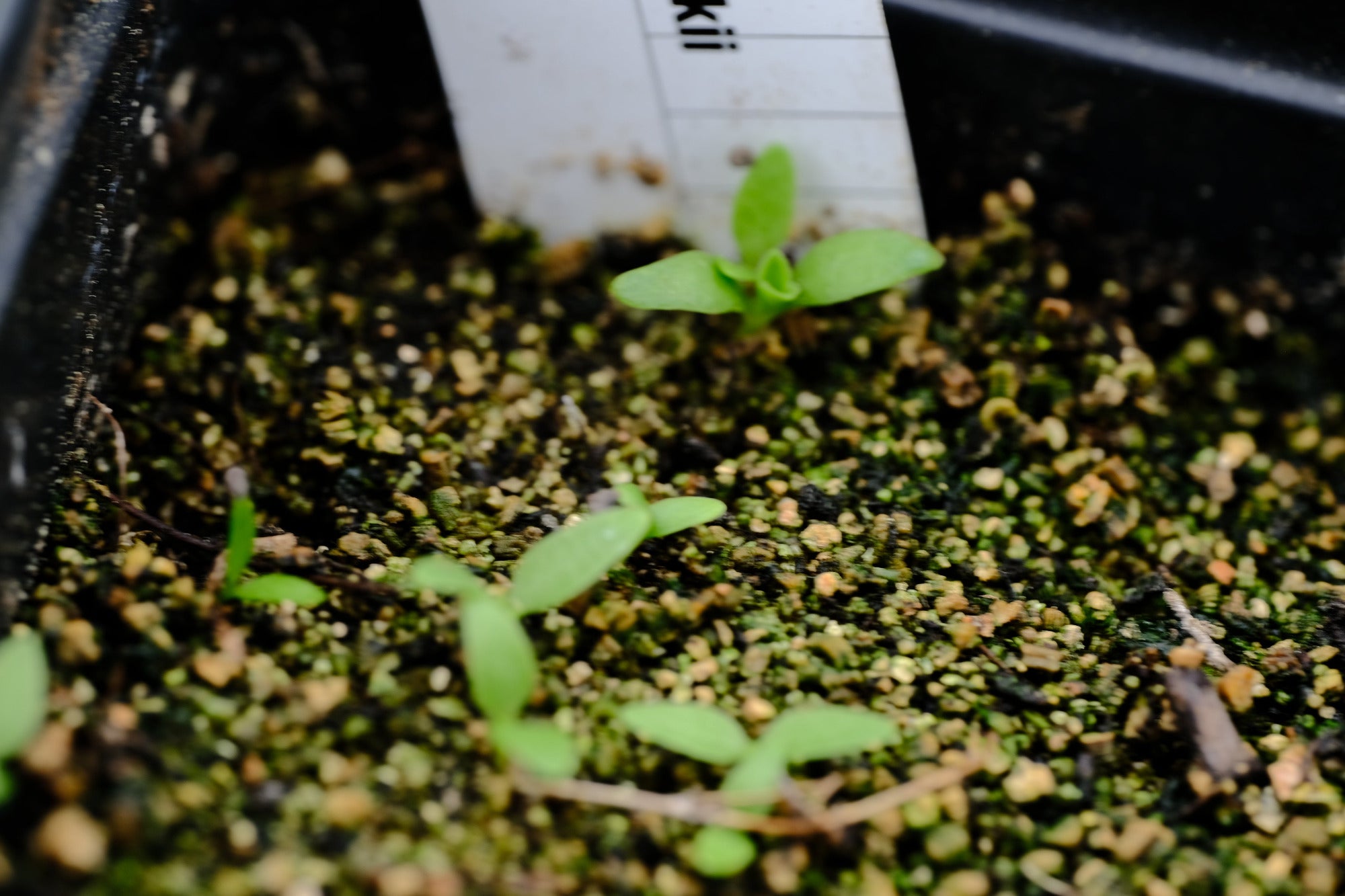 Image of Silene zawadaskii seedlings in a nursery pot.