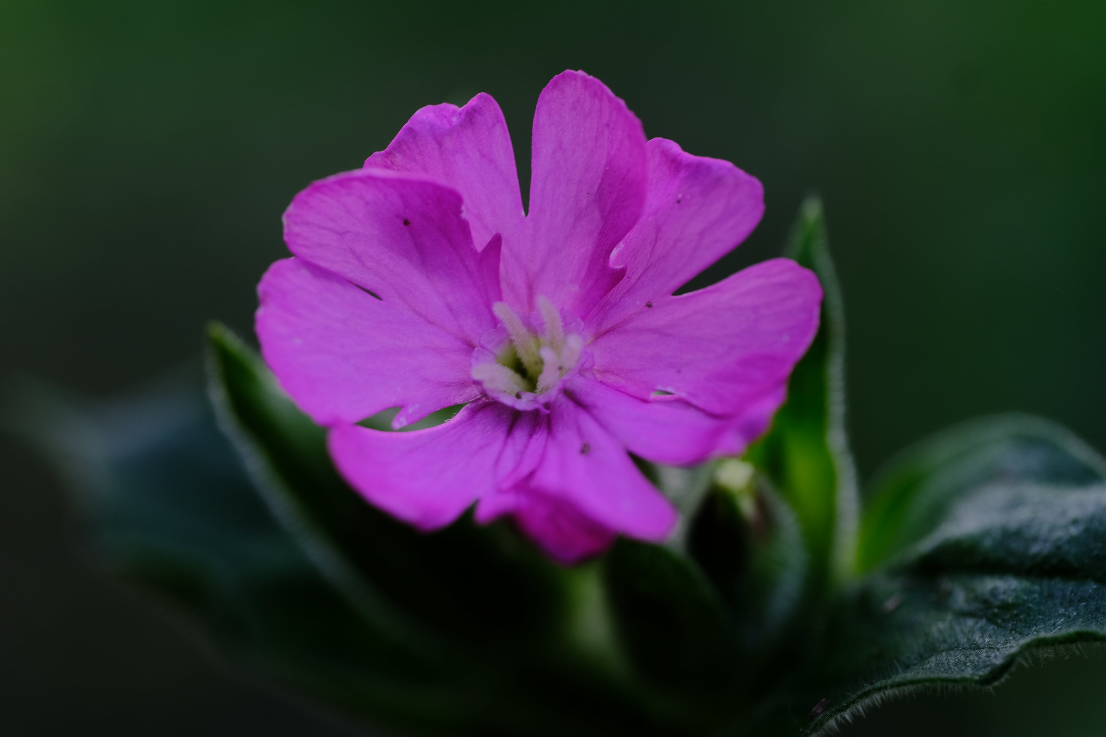 Silene dioica | red campion flower at the Old Dairy Nursery & Gardens