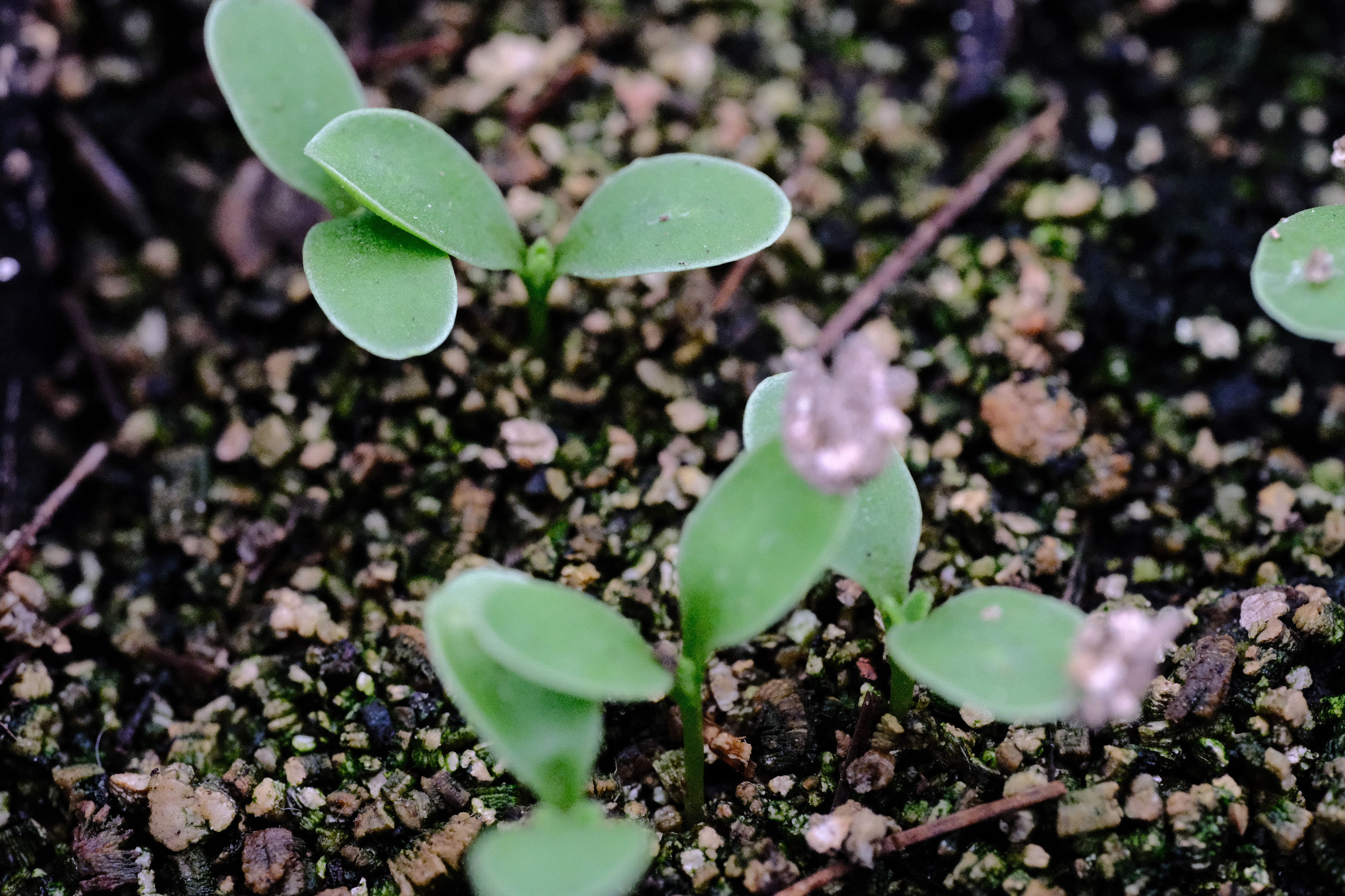 Silphium laciniatum seedlings at The Old Dairy Nursery