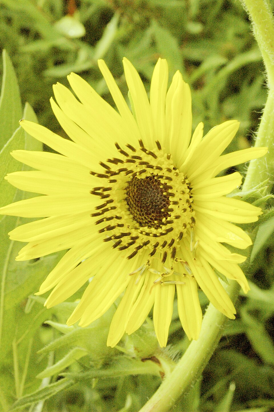 compass plant seeds Silphium laciniatum