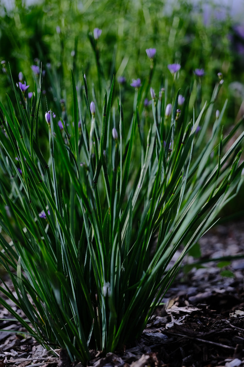 Sisyrinchium angustifolium purple flowers and green foliage full form at The Old Dairy Nursery