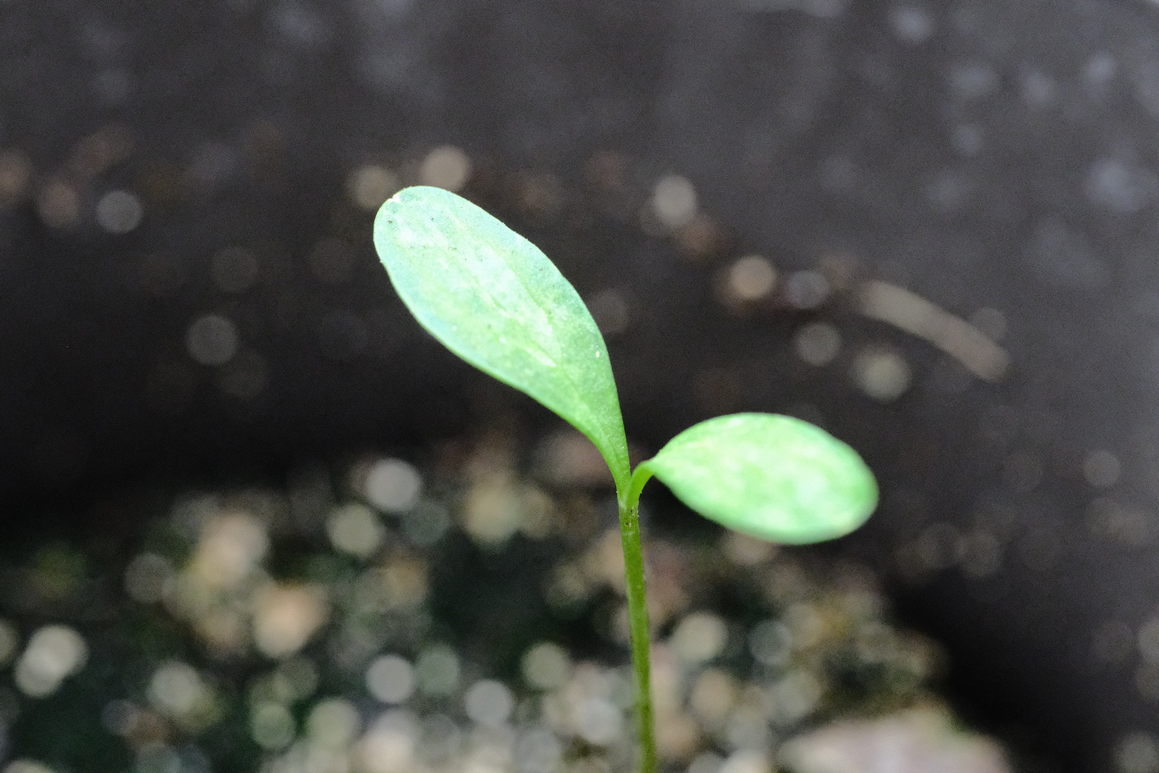 Smyrnium perfoliatum seedling The Old Dairy Nursery