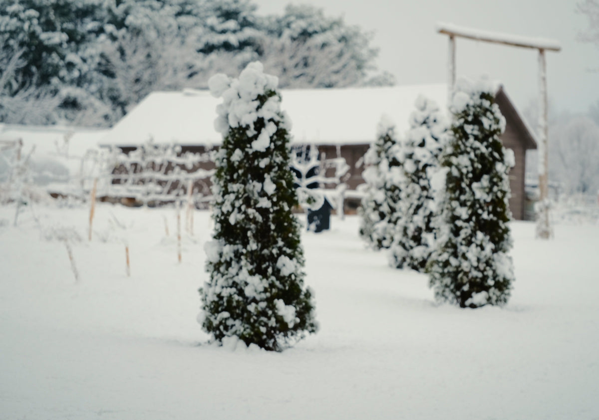 Snowy day at The Old Dairy Nursery