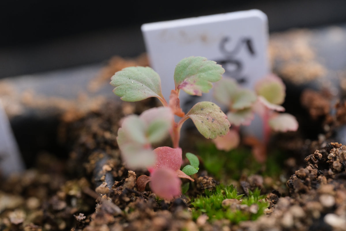 Spirea seedlings