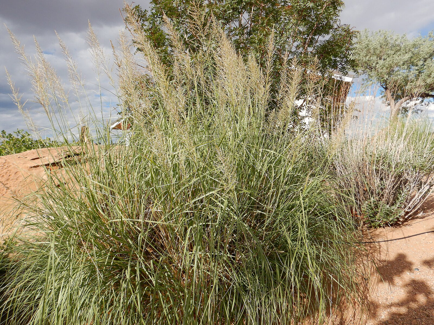 Sporobolus wrightii | big sacaton