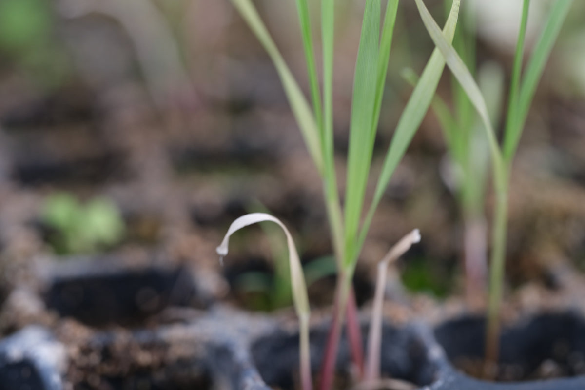 Sporobolus wrightii seedling