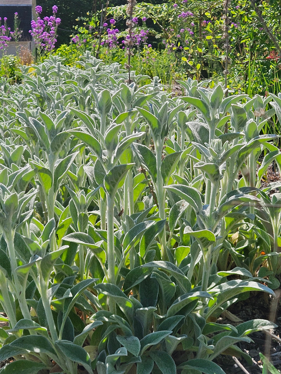 Stachys byzantina (lamb&