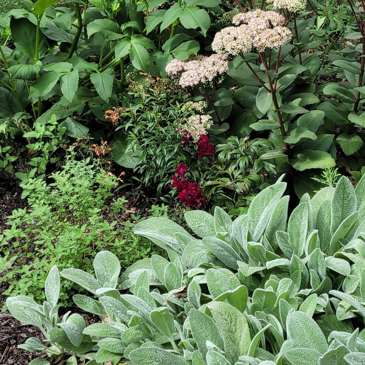 Stachys byzantina (lamb&