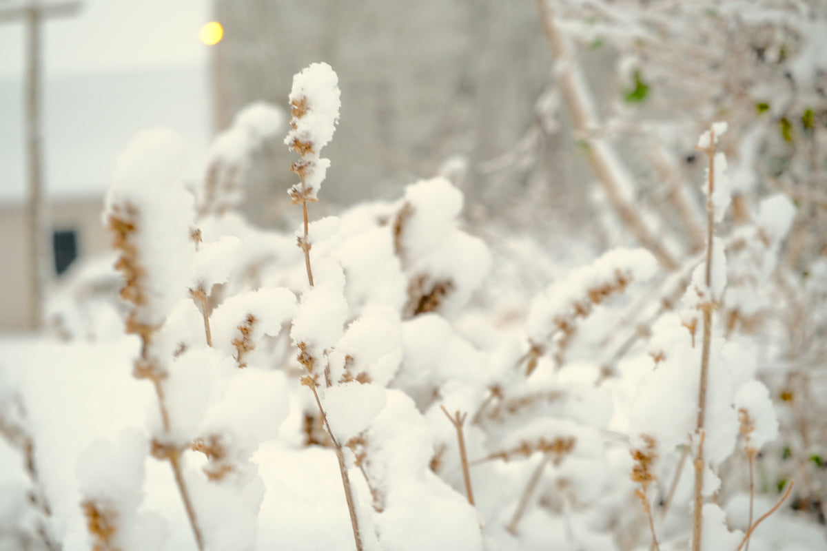 Stachys byzanthina (lambs ear) in winter