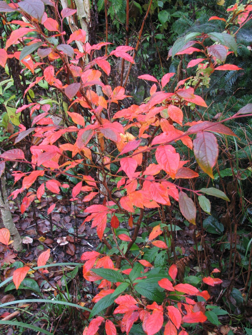 Stewartia pseudocamellia (Japanese stewartia) red fall foliage