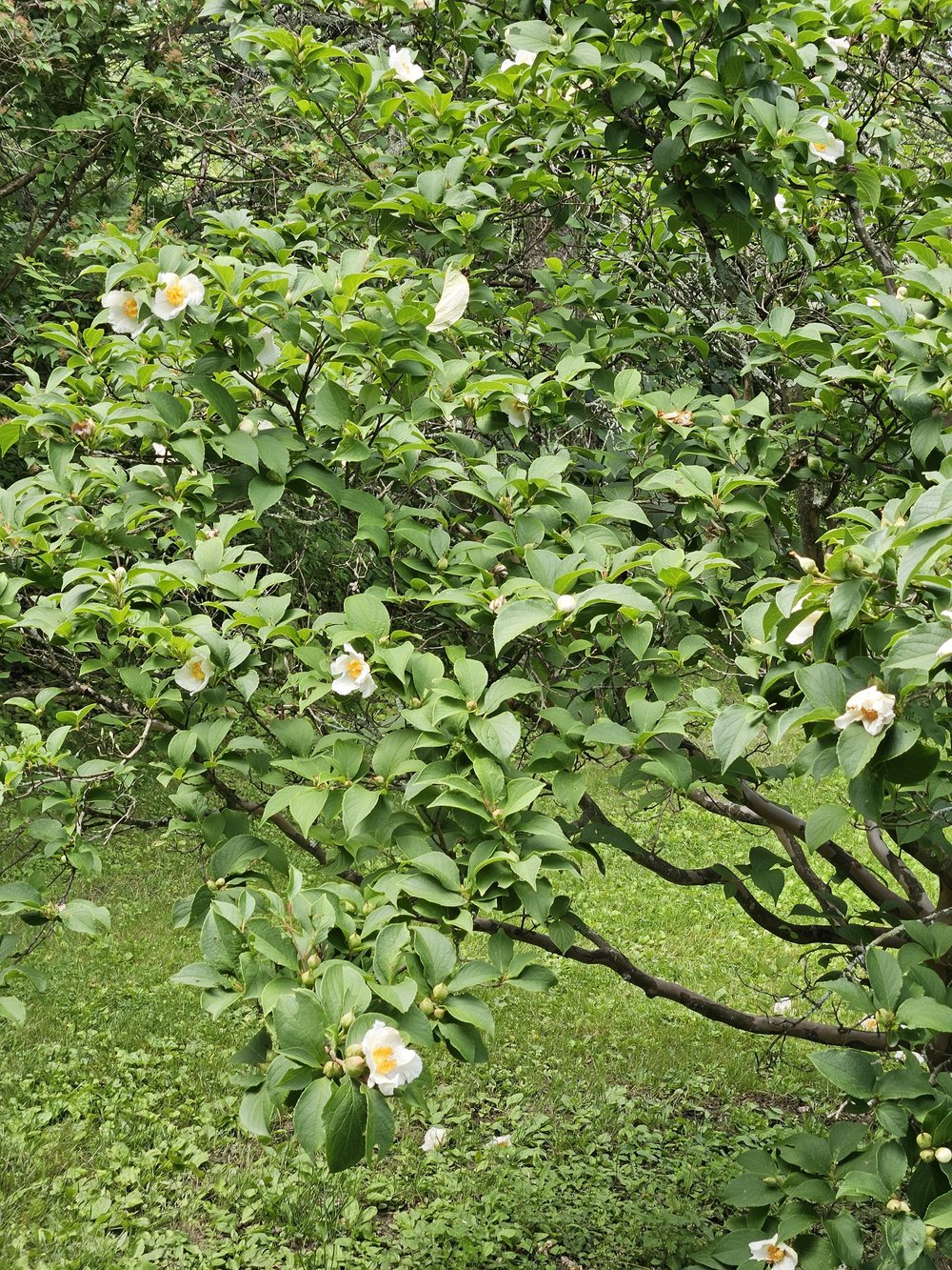 Stewartia pseudocamellia (Japanese stewartia) blooms on shrubby tree