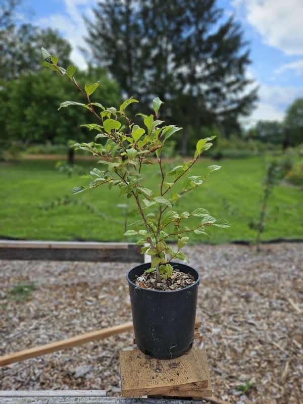 Stewartia pseudocamellia (Japanese stewartia) sale size at The Old Dairy Nursery