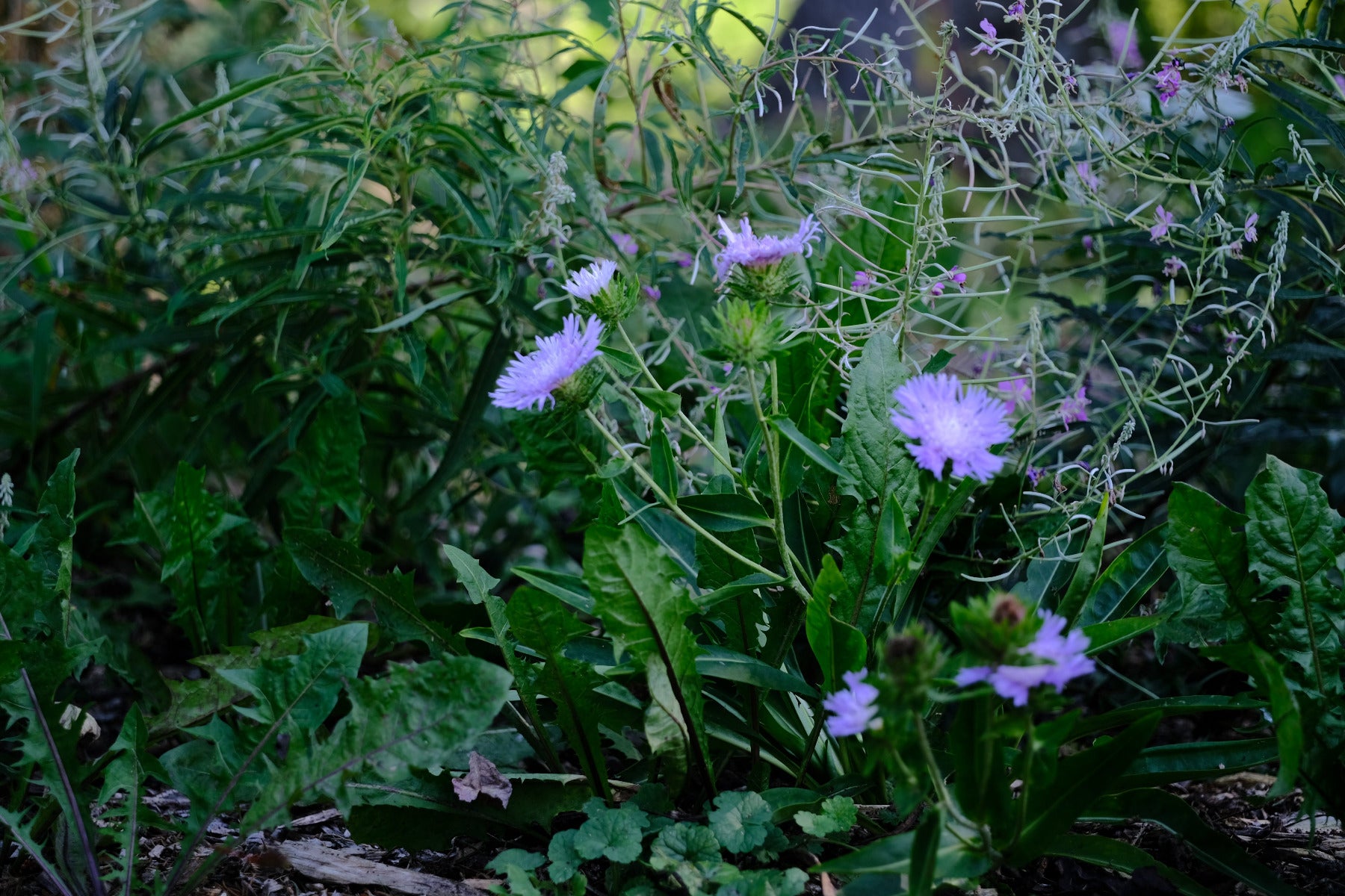 Image showing lilac-blue Stokesia laevis, commonly known as Stoke&