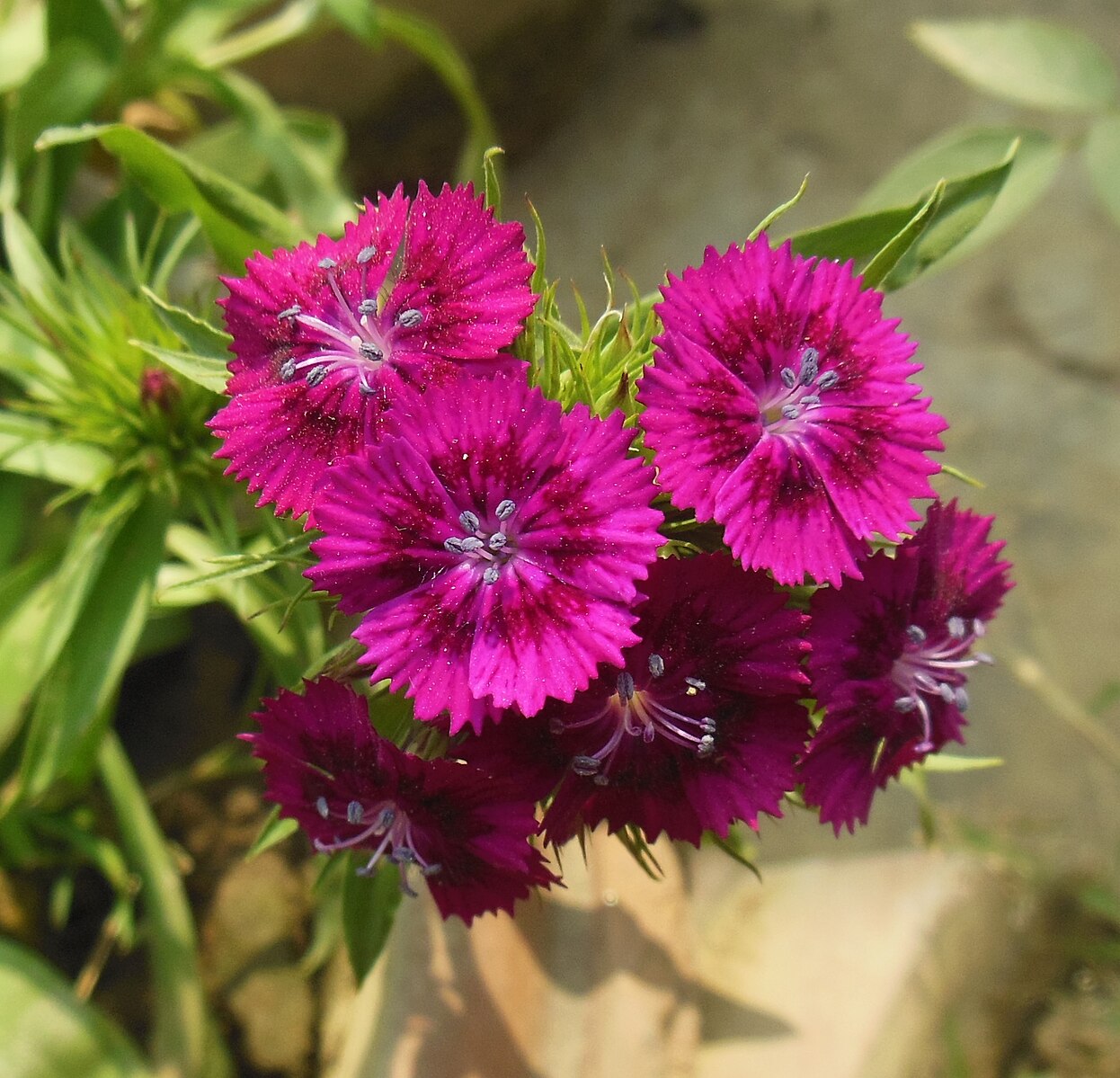 Dianthus barbatus, mix | sweet william