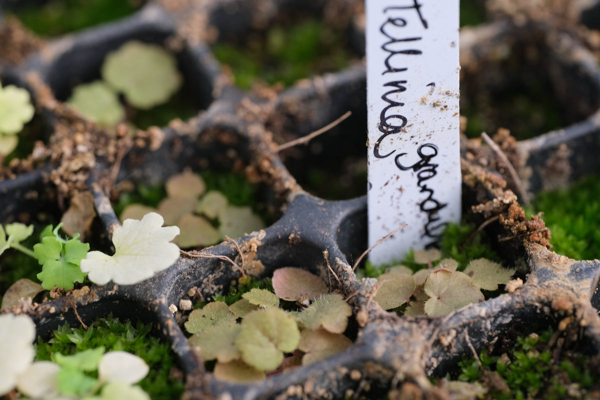Tellima grandfilora seedlings