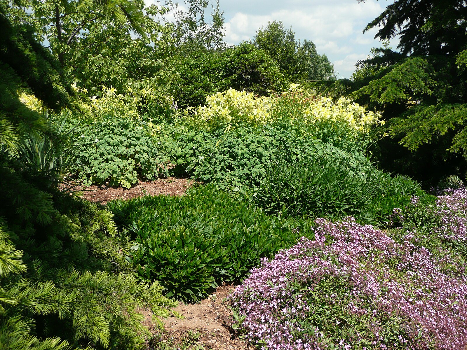 Garden with Aquilegia chrysantha &