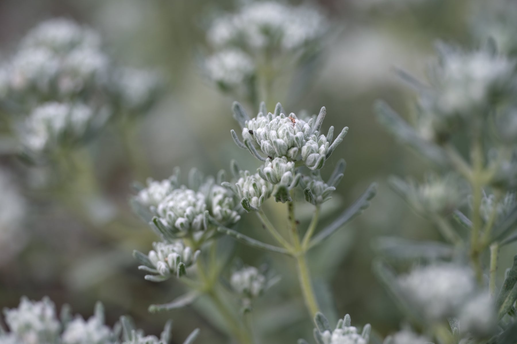 Felty germander (Teucrium polium) silver flowers and foliage against a blurred gren background
