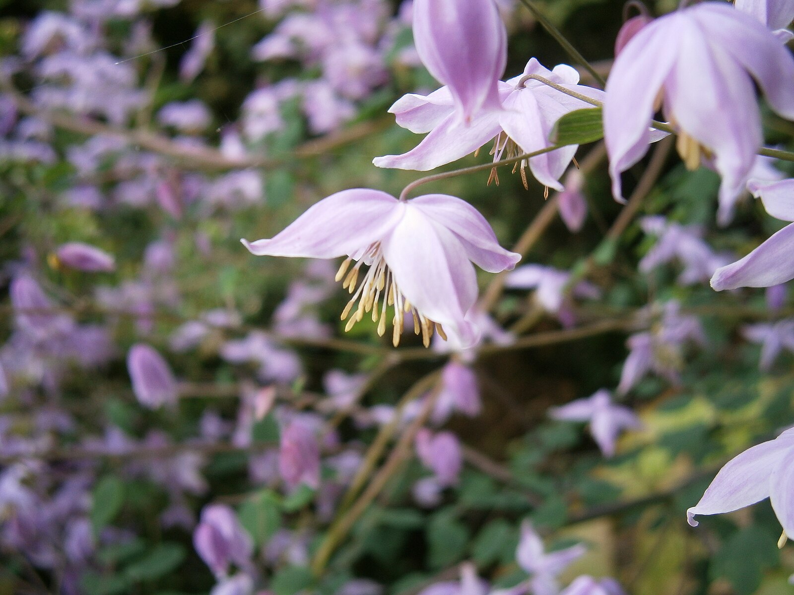 Close-up of purple Thalictrum chelidonii flowers with blurred background