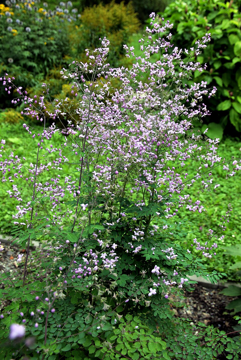 Thalictrum delavayi (Chinese meadow-rue) plant with pink flowers and green leaves in a garden setting