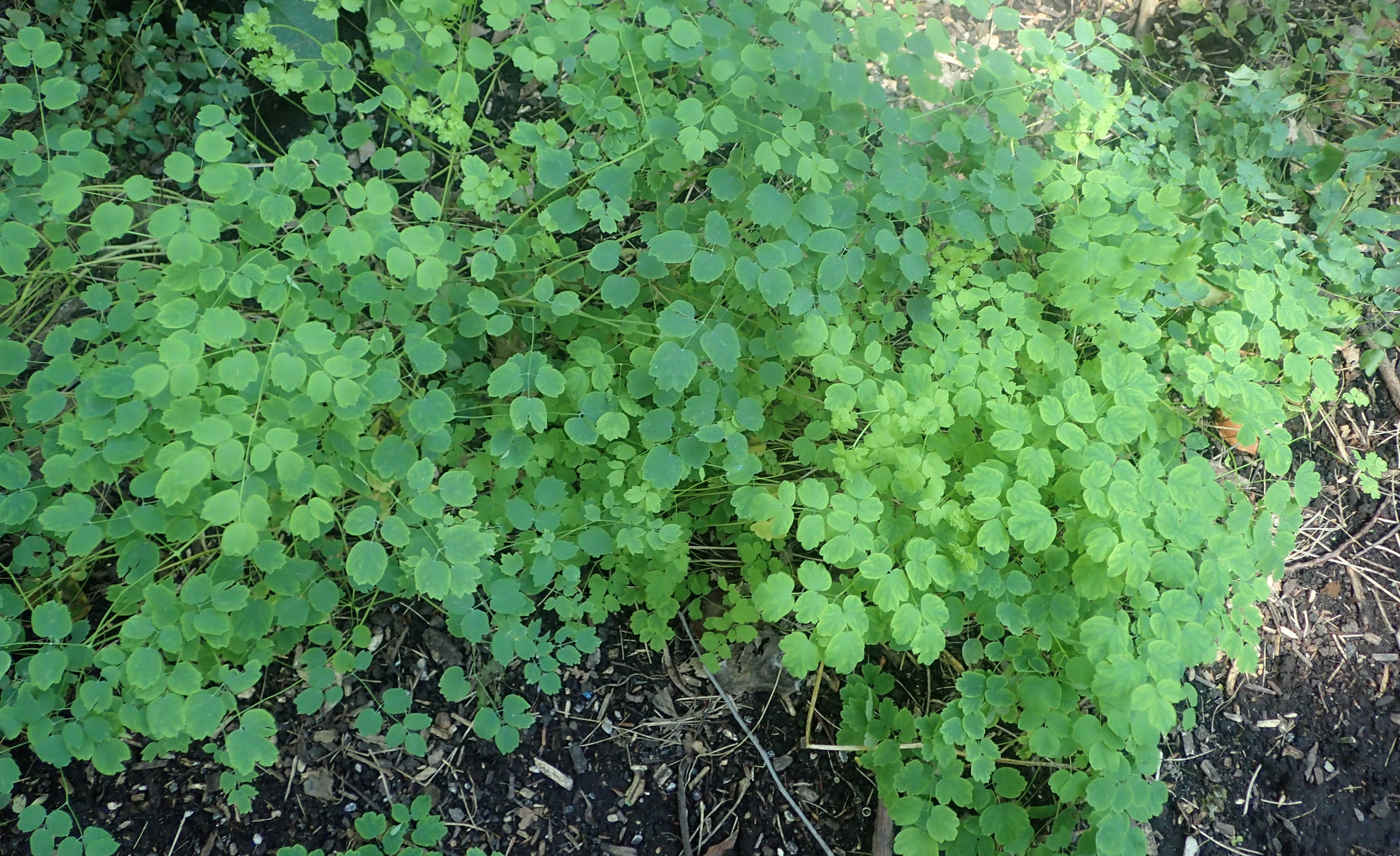 Green leafy Thalictrum delavayi (Chinese meadow-rue) plants growing in a natural setting