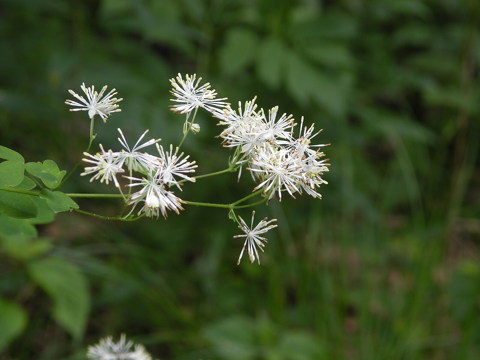 White Thalictrum pubescens, commonly known as king of the meadow, flowers with green leaves on a blurred natural background