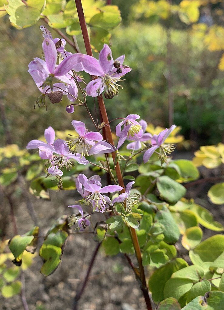 lavender mist meadow rue seeds Thalictrum rochebruneanum var. grandisepalum