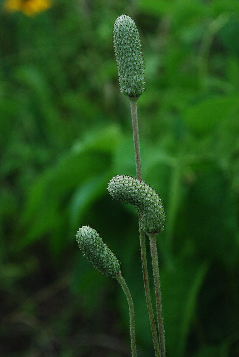 Anemone cylindrica | Candle Anemone