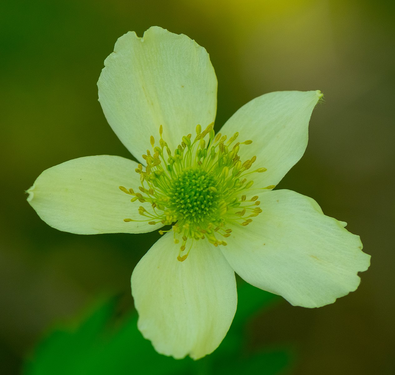 Anemone cylindrica | Candle Anemone