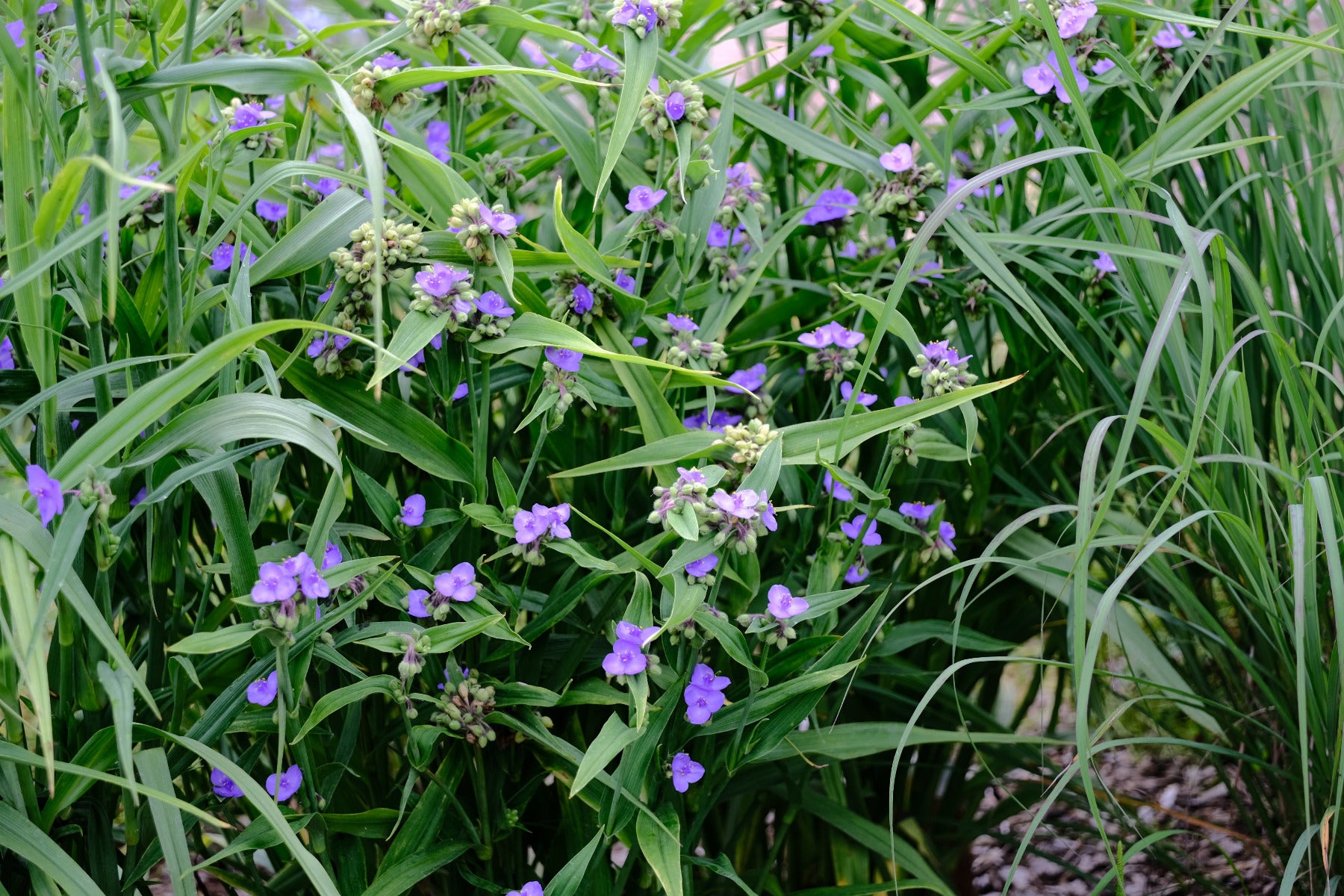 Blue-violet flowers of Tradescantia x andersoniana &