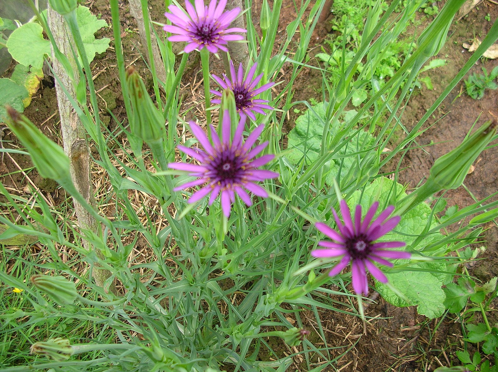 Tragopogon porrifolius | purple salsify
