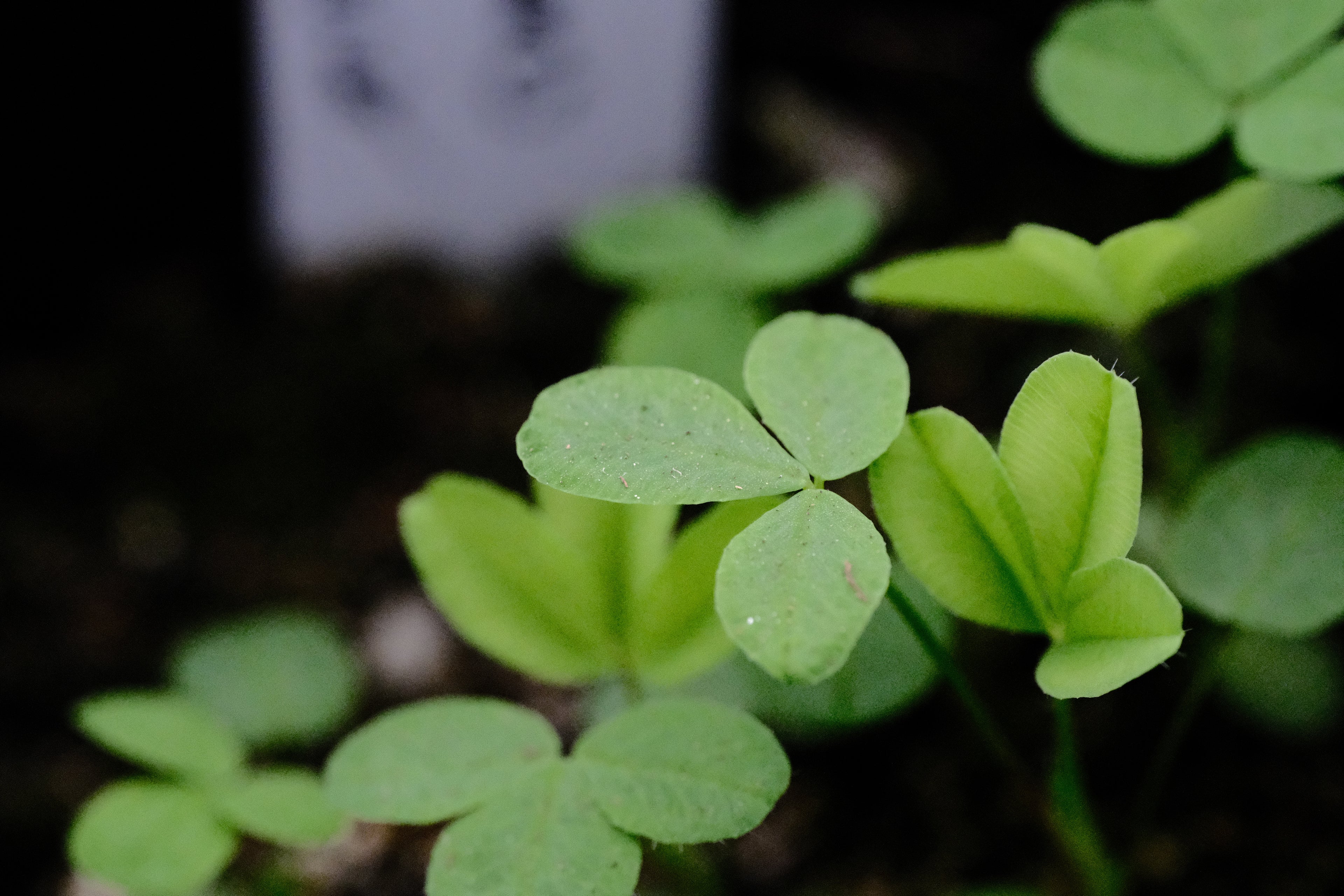 Trifolium incarnatum seedling at The Old Dairy Nursery